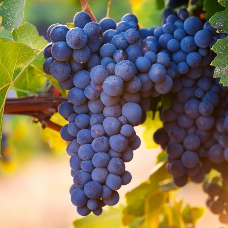 cabernet fran (1)