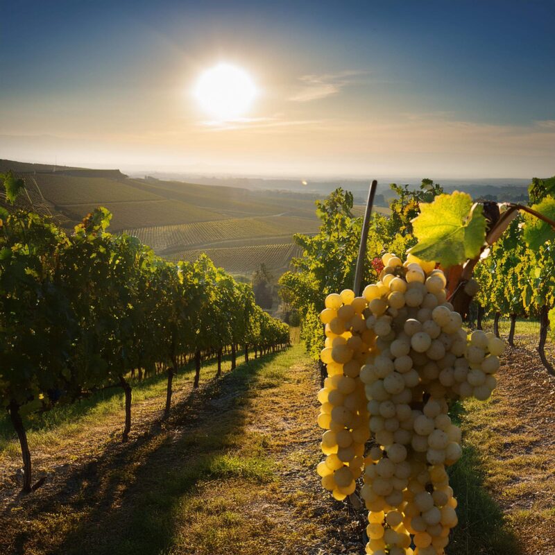 chenin clanc (1)