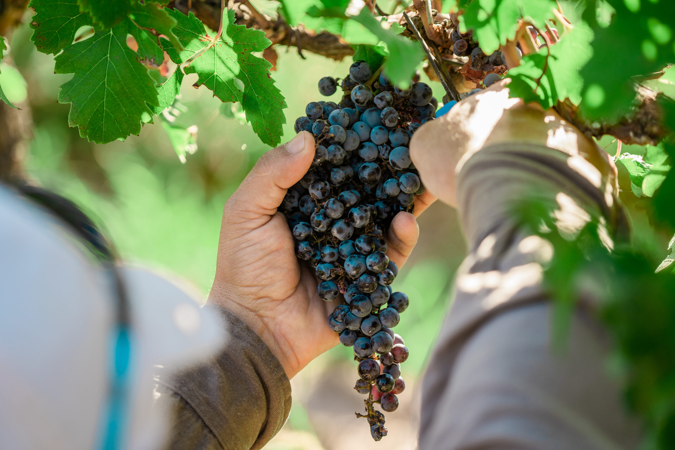 finca-flichman-vend25-86-of-123-scaled