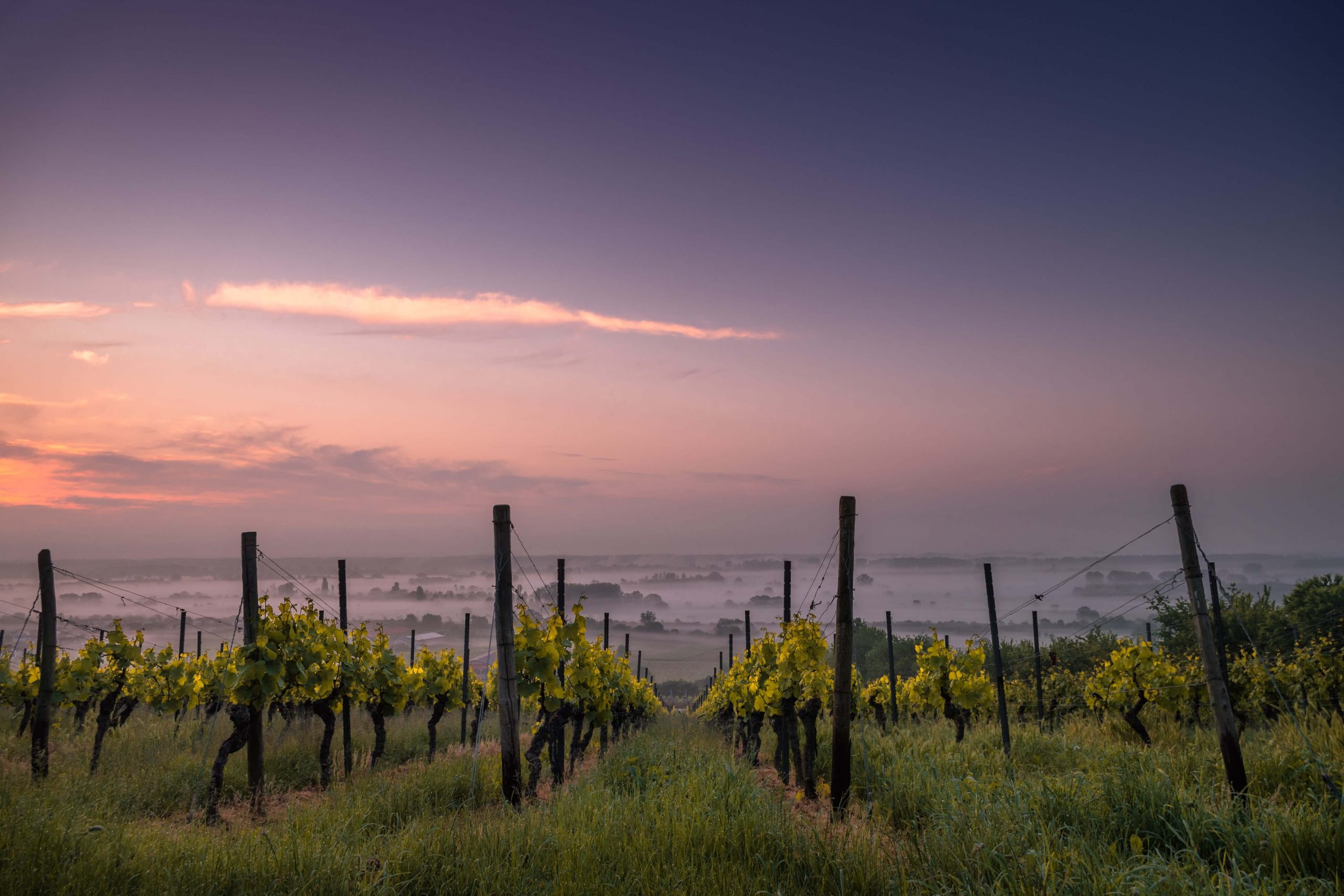 Chablys Chablis – jordmånen, druvan och maten - Viva vin o mat