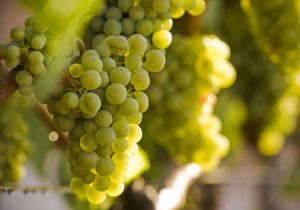 wineteam-grapes